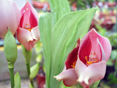 Exotic flowers