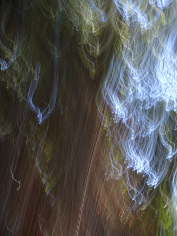 Deep forest 5181
