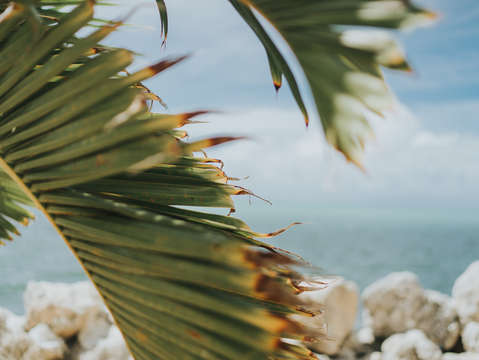 Palm ocean