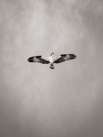 Osprey in flight