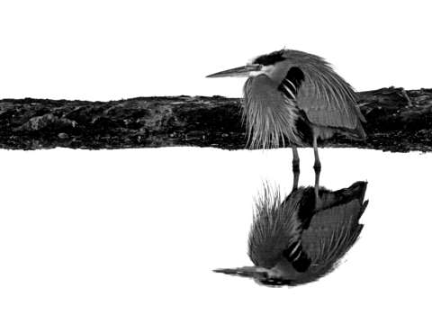Black crowned night heron