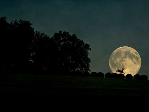 Deer jumped over the moon 2