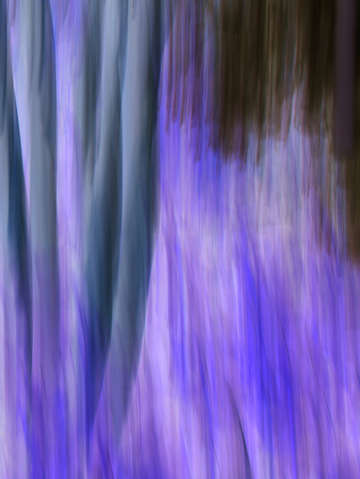 Moving trees 36 portrait format 52 70 200px