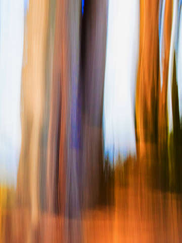 Moving trees 53 portrait format 52 70 200px