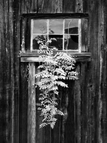 Old barn window bw infrared