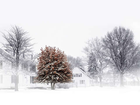 Red tree winter mist