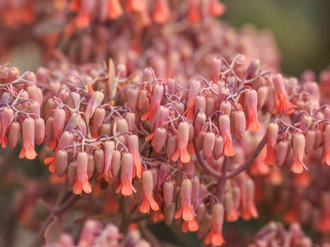 Pink flowers 7