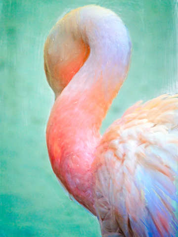 Sleeping pelican digital painting portrait format
