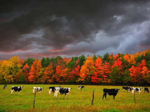 Autumn cows