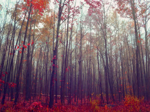 Woodsy red