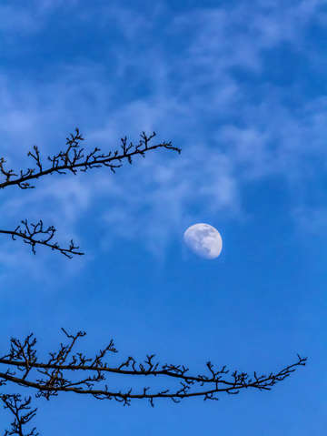 Moon and branches
