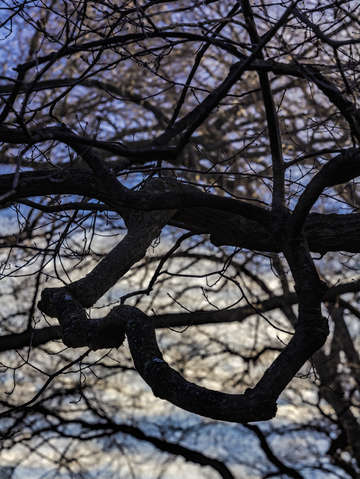 Sky clouds and bare branches early evening