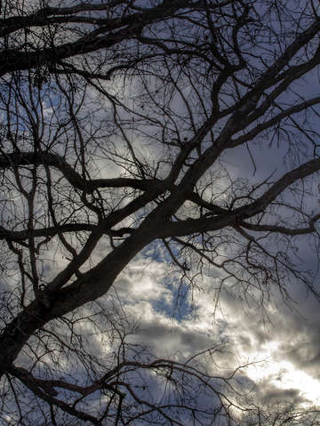 Sky clouds and bare branches early evening 2