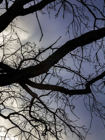 Branches clouds and sky early evening 5