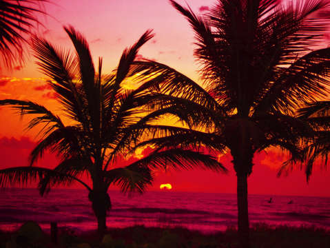 Palm tree pink