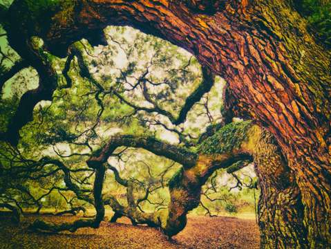 Branches of the ages