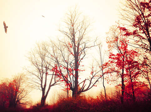 Crimson vision
