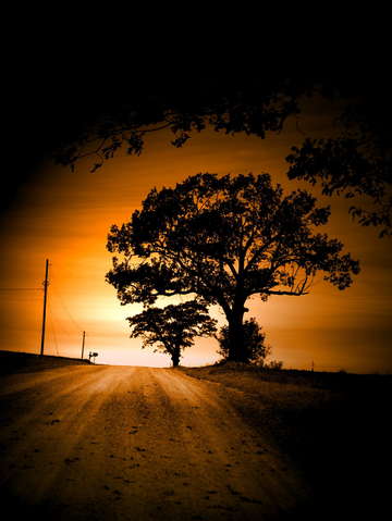 Three trees 3