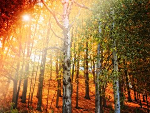 Autumn birch