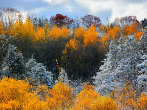 Snowy yellow