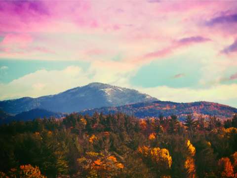 Mountain pink