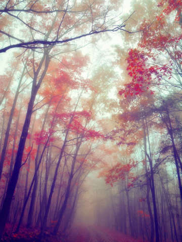 Fog of fall