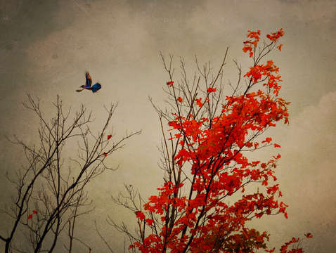 Blue jay fall