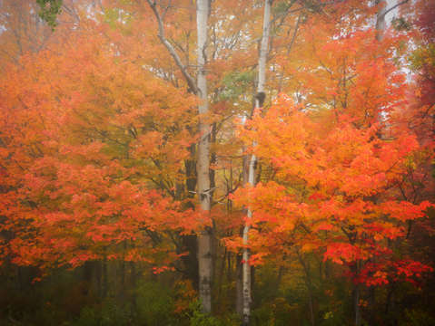 Fall and fog