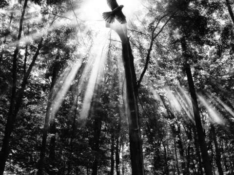 Sun ray hawk