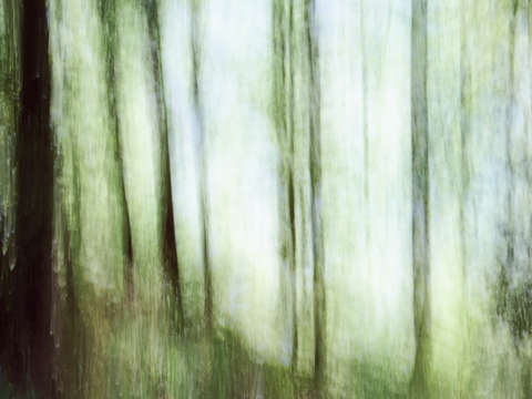 Forest dream 0685