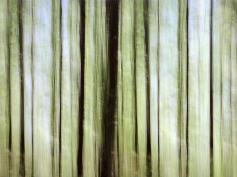Forest dream 1109