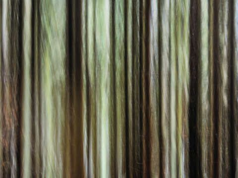 Forest dream 1156