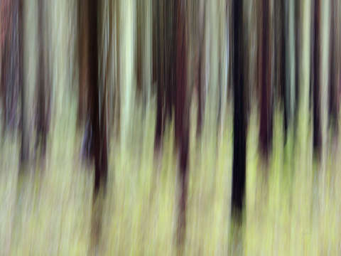 Forest dream 1165
