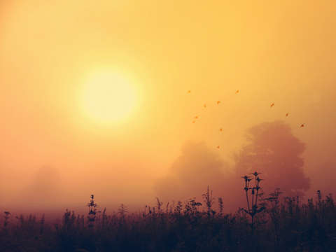 Yellow fog sunrise