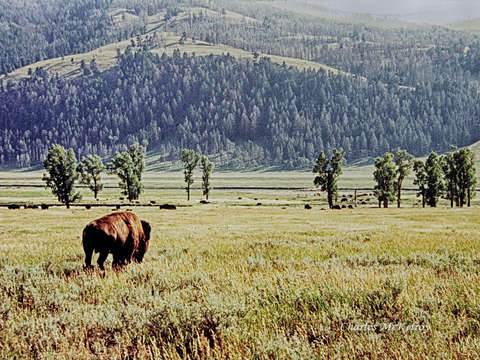 Lonesome bull