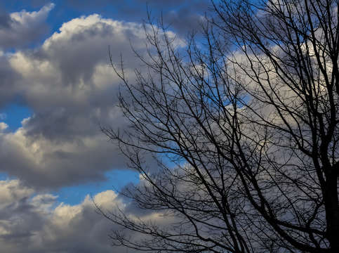 Trees sky and clouds 6