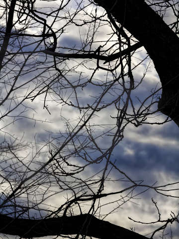 Trees sky and clouds 7