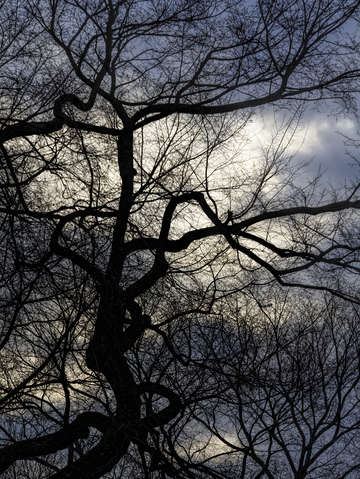Trees sky and clouds 8