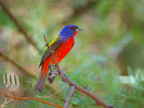 Painted bunting