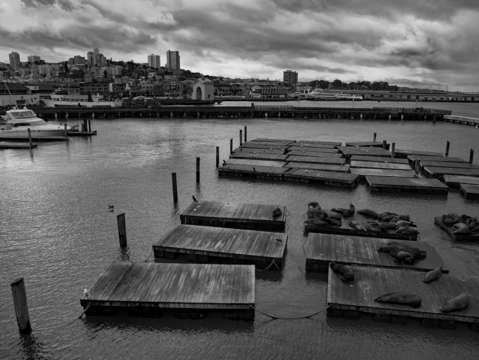 Sea lions at pier 39
