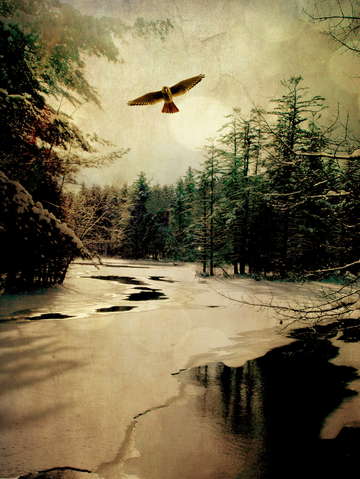 Adirondack hawk