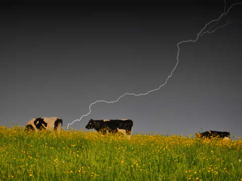 Bovine strike