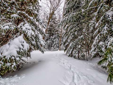Snowy path dsc 0232