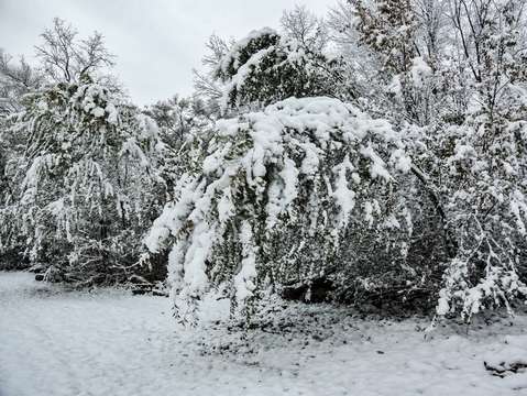 Snow in the trees dsc 2772