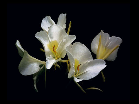Ginger lilys on black