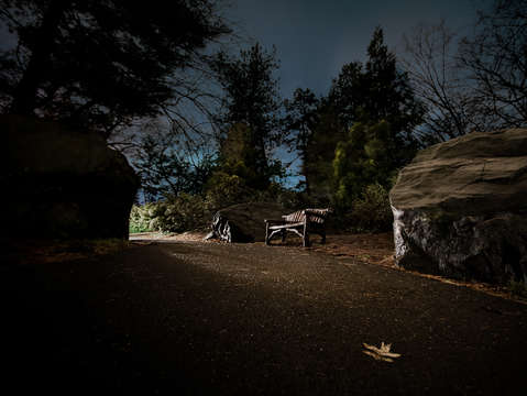 A wooden bench in central park