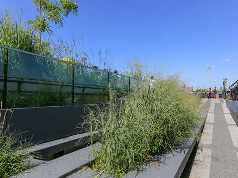 Growth between the cracks high line chelsea nyc