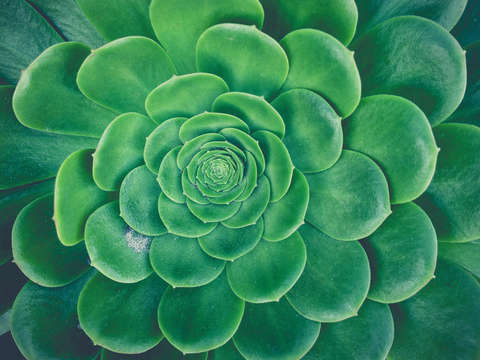 Succulent film fade ii