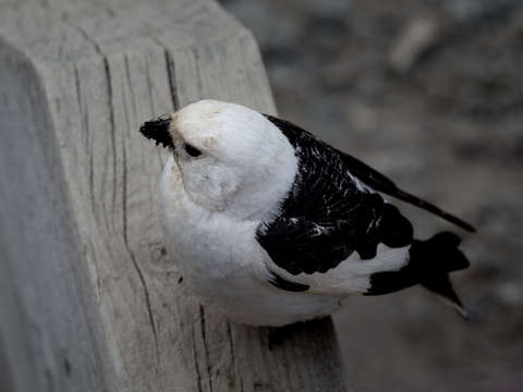 Arctic snow bunting