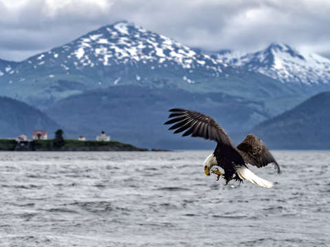Bald eagle eating in mid air